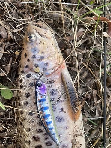 Аңчылык жана балык уулоо: Воблер Tsurinoya — любимая приманка хищника 🎣 Воблер Tsurinoya — это — 1