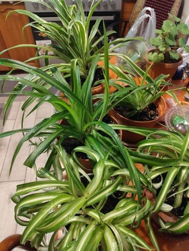 саженцы банана: Цветы от 100 сом, комнатные адаптированые. Алоэ Вера, Алоэ столетник — 10