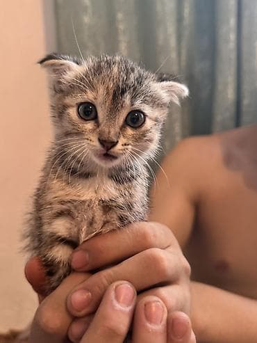 Животные: Кошка даром: Скотиш Фолд (Шотландская вислоухая), 2 месяца, Девочка, Приучена к лотку — 5