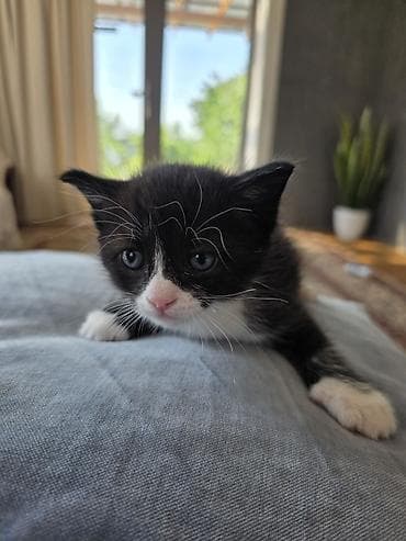 кошки кант: Беспородная, 1 месяц, Мальчик, Приучена к лотку — 9