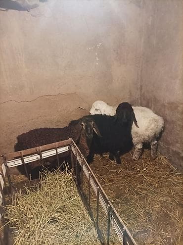 собака авчарка: Продаю | Овца (самка) | Гиссарская, Арашан, Романовская | Для разведения | Племенные — 9