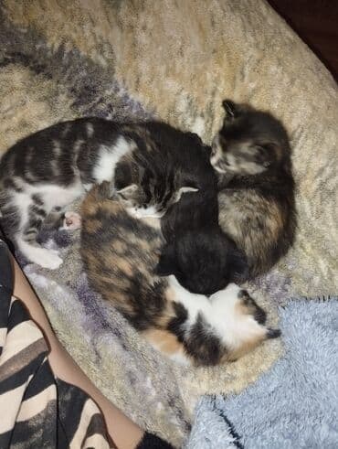 щенки стаффордширского терьера купить: Очаровательные котята 4 шт,2 мальчика и 2 девочки.На фото они — 3