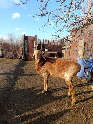 на ферме есть куры козлы и коровы: Продаю | Баран (самец) | Арашан | Для разведения — 4
