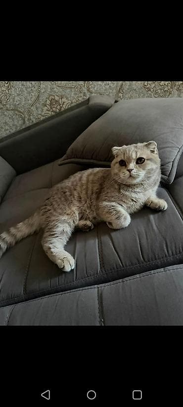 кошка пушистая: Шотландская вислоухая кошка (Scottish Fold) - Окрас: светло-серый с — 4