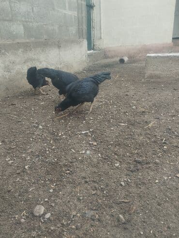 декоративный кур: Продаю | Куры | Дакан | Для боев — 3