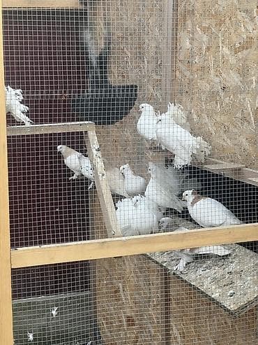 үкү топу: Голуби декоративных пород - Породы и окрасы: павлины белые и цветные — 2