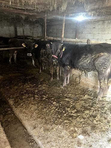 пчело рамки: Продаю | Бык (самец) | Полукровка | На откорм | Привязанные — 2