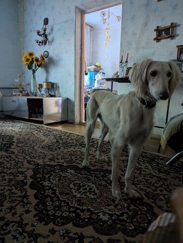 ежик живой: 1 год, Самец — 5