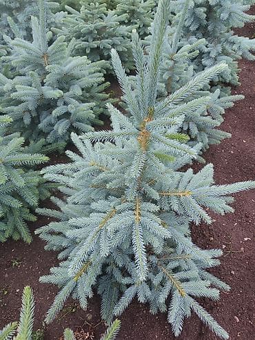 Дом и сад: Ель колючая голубая (Picea pungens ‘Glauca’) — декоративные саженцы с — 1