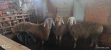 бодоно бишкек: Сатам | Кочкор (эркек) | Союуга | Бычылган — 1