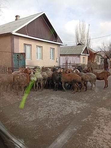 баран ягнята: Продаю | Овца (самка) | Для разведения | Матка — 1