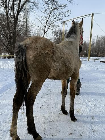 Другие животные: Продаю | Жеребенок | Конный спорт | Племенные — 3