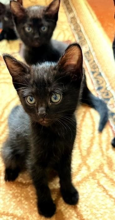 всё для кошек: Черные котята, короткошёрстные, домашнего типа. - Возраст: 2 месяца — 2
