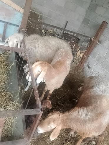 калганы: Сатам | Ургаачы кой (ургаачы), Козу | Аргын | Көбөйтүү үчүн | Козулаган — 5