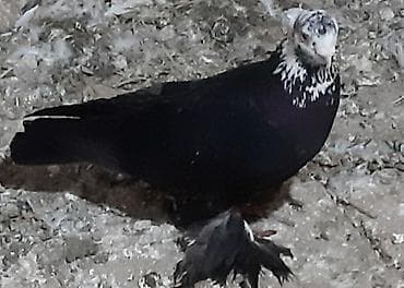 70 сом: Пара 1000 — 3