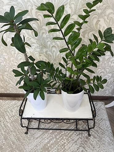 цветы комнотные: Комнатные растения в горшках Варианты из коллекции: - Фикус эластика — 3