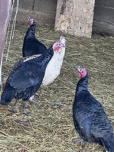 плодные матки: Продаю | Индюшка (самка), Индюк (самец) | Черный принц | На забой, Для разведения | Племенные — 8