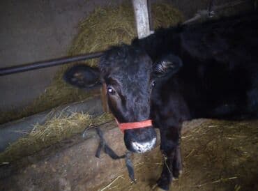 бычок телка: Продаю | Бык (самец) | На откорм | Привязанные — 7