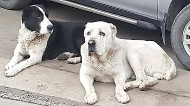 ковказская овчарка: Шикарные Щенки САО . Среднеазиатской Овчарки ХОРОШИХ КРОВЕЙ !!! — 2