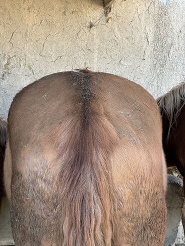 продажа домашних животных: Продаю | Конь (самец), Жеребенок, Жеребец | Дончак | Для молока, Для разведения, Конный спорт | Племенные — 3