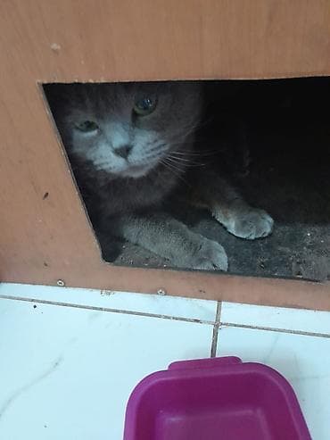 вислоухие кошки бишкек: 🐱 Кошка с котятами (семья) срочно шатладские Продаётся кошка с — 1
