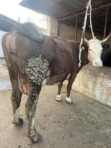 куплю хомяка с клеткой: Продаю | Корова (самка) | Для молока | Привязанные — 1