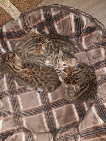 рыжий котенок купить: Бенгальская, 1 месяц, Мальчик, Приучена к лотку — 4