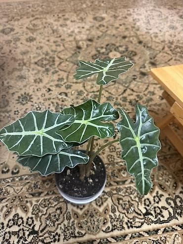 дешевые цветы в бишкеке: Комнатные растения в горшках 1) Фикус Бенджамина (зелёнолистный) - — 4