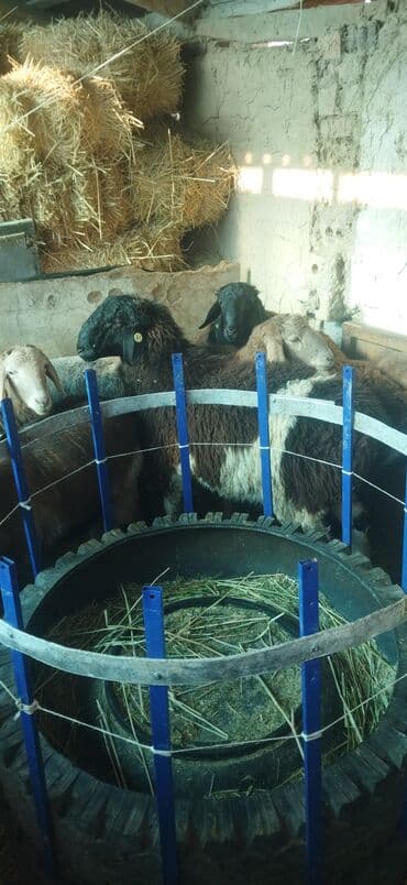 отдам в добрые руки собаку: Продаю | Овца (самка) | Эдильбаевская | Для разведения | Ярка — 7