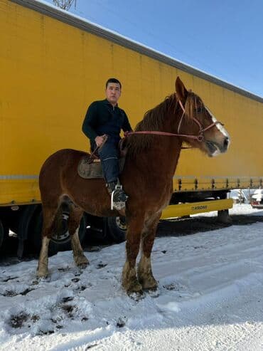 коня: Продаю | Конь (самец) | Дончак | Для разведения | Племенные — 3