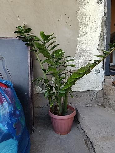 долларовое: Замиокулькас (Zamioculcas zamiifolia) в пластиковом горшке. Описание — 4