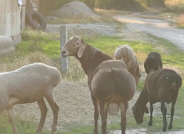 дом для кроликов: Продаю | Баран (самец) | Гиссарская, Полукровка, Арашан | Для разведения | Племенные, Осеменитель — 2