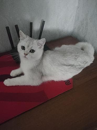 британец вязка: Продаю кошечку шотландская окрас серебристая шиншилла 7 месяцев к — 1