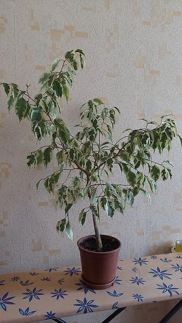Фикусы: Фикус Бенджамина вариегатный в горшке. - Вид: комнатное дерево с — 3