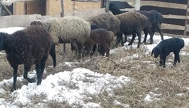 ат жаныбар: Сатам | Ургаачы кой (ургаачы), Козу, Кочкор (эркек) | Көбөйтүү үчүн | Бооз, Ургаачы, Токту — 4