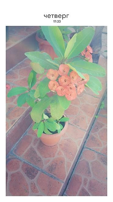 молочай миля купить: Эуфорбия Милия (Euphorbia milii, «Корона Христа») в горшках. - — 3