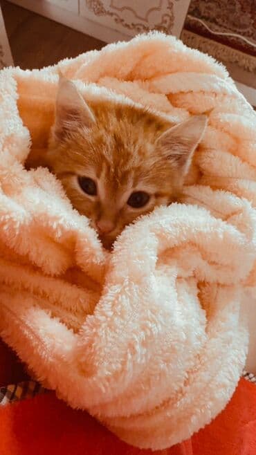 хочу купить кошку: Рыжий котёнок с ярким полосатым окрасом и выразительными глазами — 5