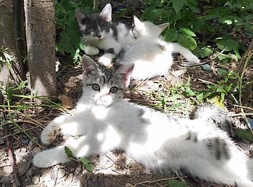 scottish fold: Отдам котят в добрые руки! Дворовая кошка окатилась в дровнике и вот — 3