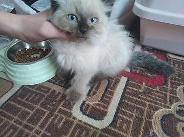 пушистая сиамская кошка: Кошка и латок и домик двойное миска общий 8000 Пушистый — 4