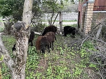 продажа домашних животных: Продаю | Овца (самка) | Для разведения — 5