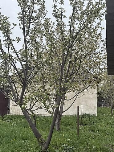 территория: 8 соток, Для бизнеса — 6