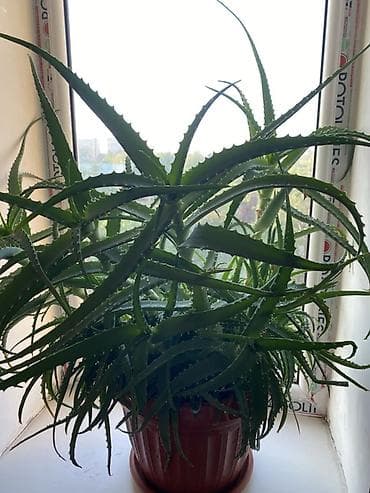 Цена договорная ❗️ Алоэ (алое вера/алоэ древовидное), крупный куст в — 1