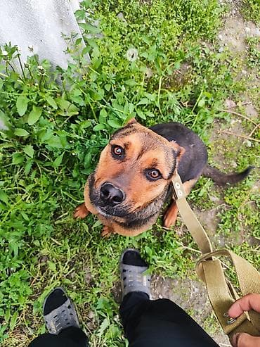 рынок собак в бишкеке: Ротвейлер, 7 месяцев, Самка — 5