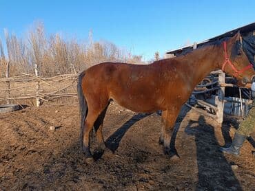 Продаю | Кобыла (самка) | Рабочий