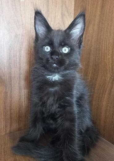 сиамский кошка: 🐾🐈Котята мейн-кун готовы к переезду! Отличный помёт с шикарными — 8