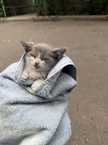 шпиц даром: Отдам маленького котенка в добрые руки,мальчик — 1