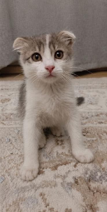 ph down: Шотландский вислоухий котёнок (Scottish Fold) - Окрас: бело-серый — 1