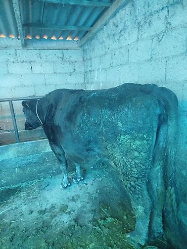 поилки для курей: Продаю | Корова (самка) — 2