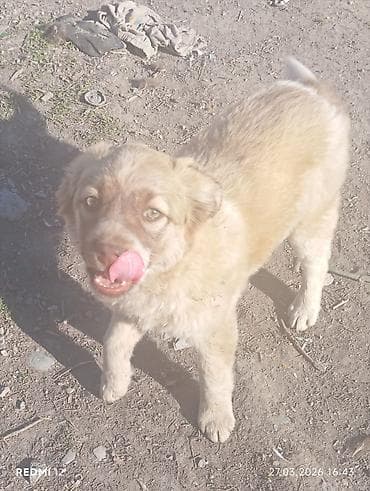 собаки шенки: Щенки смешанных пород Описание: - Возраст на фото — ориентировочно — 7