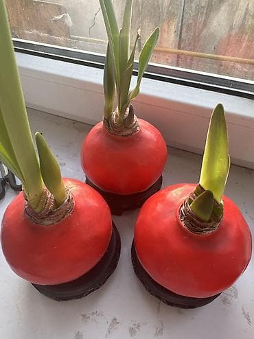 Луковицы Амариллиса